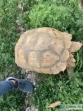 Female Adult Sulcata Tortoise