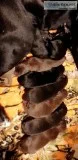 PUPPIES