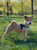 5 Month Shiba Puppy