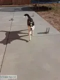 Siberian husky