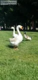Geese couple