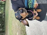 Dachshund for sale
