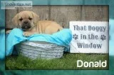 Donald Male Puggle