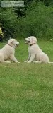 Great pyrenees puppies