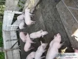 PIGS  for  SALE
