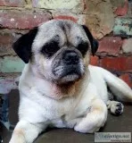 Dog Grooming Salon  Dog Grooming and Dog Wash Prices  The Pooch 