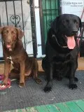 Shepador puppies