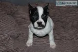 Buy beautiful puppies French Bulldogs