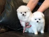 Pomeranian puppies for sale