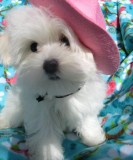 Maltese Puppies Available Now