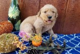 Amazing Golden Retriever Puppies For you