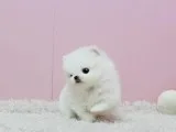 Pomeranian Puppies Available