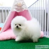 Priceless White Pomeranian Puppies