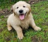 Adorable Golden Retriever Puppies Ready