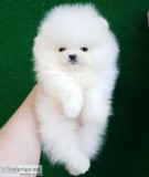 FEMALE POMERANIAN PUPPY - CKC REGISTERED