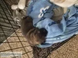 Akita puppie for sale