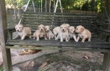 Sweet and lovely Golden Retriever Puppies
