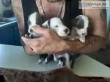 American Bully Pit puppies
