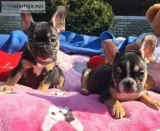 French Bulldog Puppies