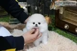 Priceless White Pomeranian Puppy