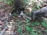 5 kittens need home 6 weeks old