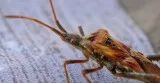 Looking for Pest removal in Charlton