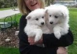 Lovely Samoyed Pupps For Sale