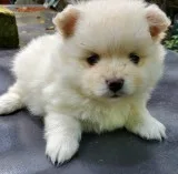 Adorable Pomeranian Puppies Ready