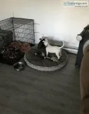 English Bull Terrier Pupps AKC Registered