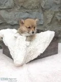 Pembroke Welsh corgi