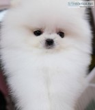 Pomeranians puppies available for you now