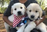 Good Quality Golden Retriever Puppies For You