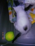 3 kittens