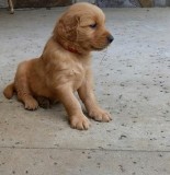 Golden Retriever Puppies For You Out There