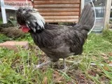 Mini Polish Rooster