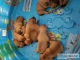 Well bred pittbull pups