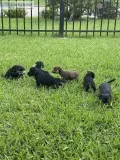 Shih-TzuJack Russell mixed puppies