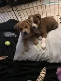 Beautiful puppies needing homes