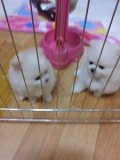 Beautiful Pomeranians