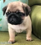 Baby pugs Cute dogs