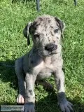 Great Dane Puppies