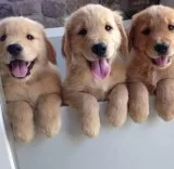SweeT Golden Retriever