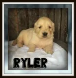 Ryler Male ACA Golden Retriever
