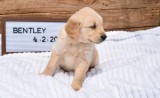 Golden Retriever puppies