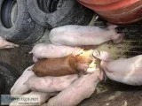 Feeder pigs