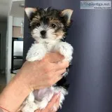 Pomeranian Puppies Available