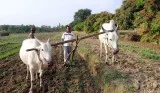 Agricultural Development Projects in India