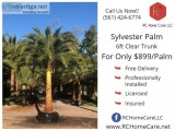 Sylvester Palm 6ft Clear Trunk