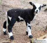 Harlequin Rams