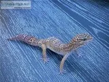 Leopard Gecko